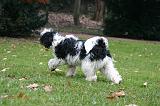 TERRIER DU TIBET 394